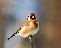 A picture of a goldfinch